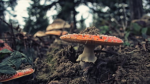 orange toadstool fungus, mushroom, landscape