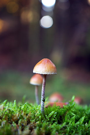 selective focus of brown mushroom during daytime HD wallpaper