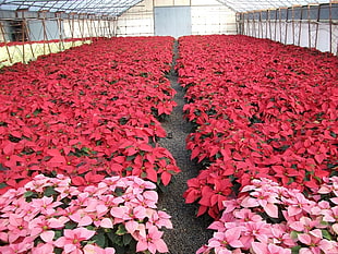 field of red Poinsettias