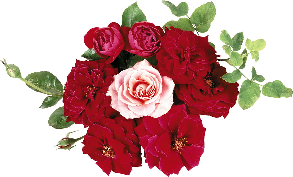 rose flower bouquet HD wallpaper