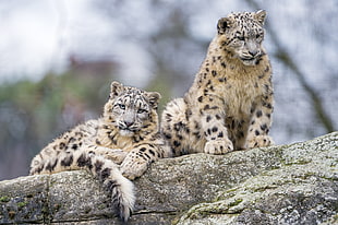 two leopards on brown tree, snow leopards HD wallpaper