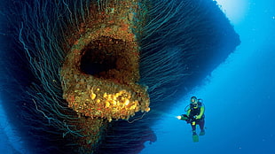 diver in front of sea creatures