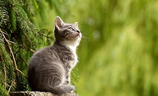 wildlife photography of brown tabby kitten near tree