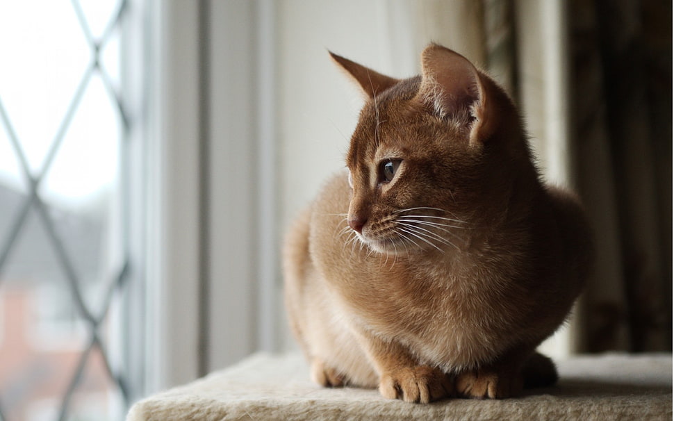 orange Tabby cat bear window during day time HD wallpaper