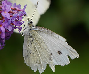Cabbage butterfly during daytime, small white