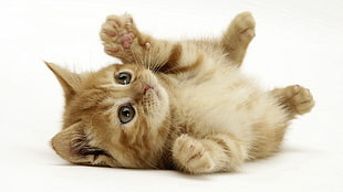 brown tabby kitten lying on grond HD wallpaper