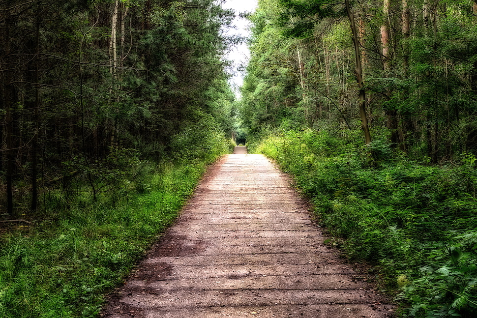 photography of  gray pathway between green trees HD wallpaper