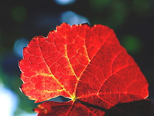 closeup photo of red leaf