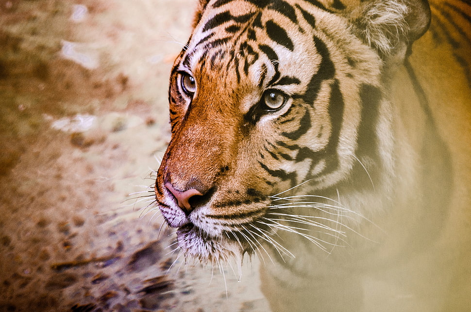 selective focus photo of tiger HD wallpaper