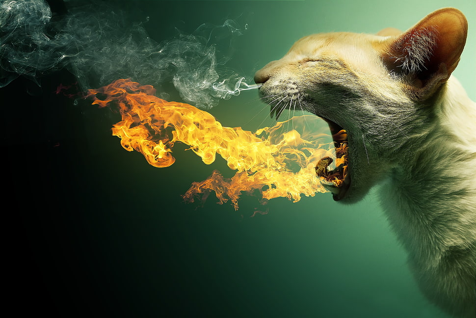white cat breathing fire wallpaper, animals, fire, cat HD wallpaper