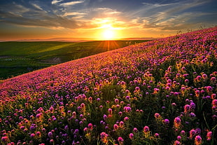 pink flowers, nature, landscape, sunset, flowers