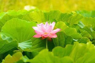 pink petal flower with green leaves HD wallpaper