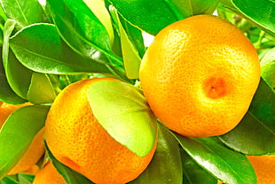 macro lens photography of orange fruits HD wallpaper