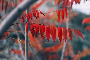 selective focus photography of red leaf plant HD wallpaper