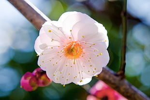 white petaled flower close up photo, japanese apricot, plum