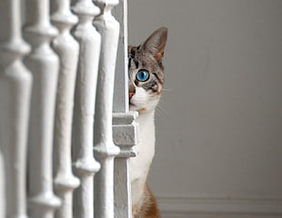 photo of white and grey short-fur cat sitting behind white panel peeping