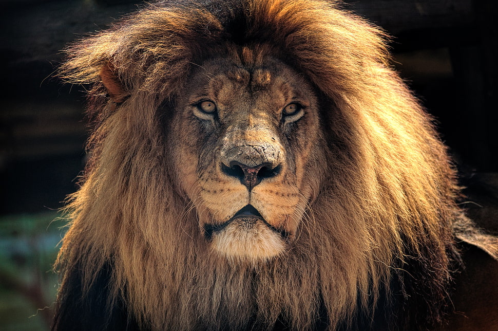 brown lion, Lion, Muzzle, Predator HD wallpaper