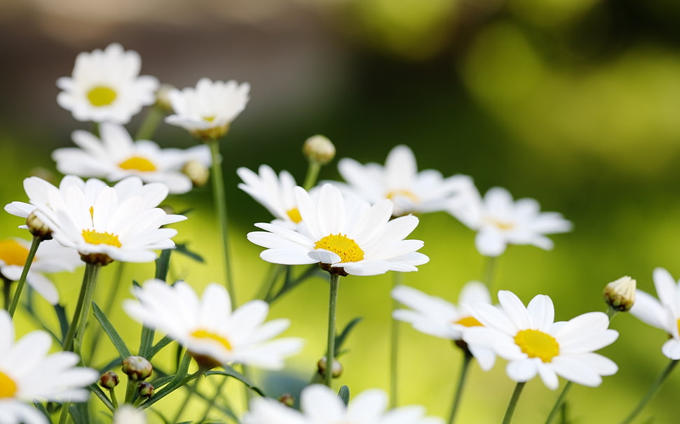 close-up photo of white petaled flowers HD wallpaper
