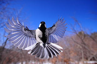 white and black bird flying