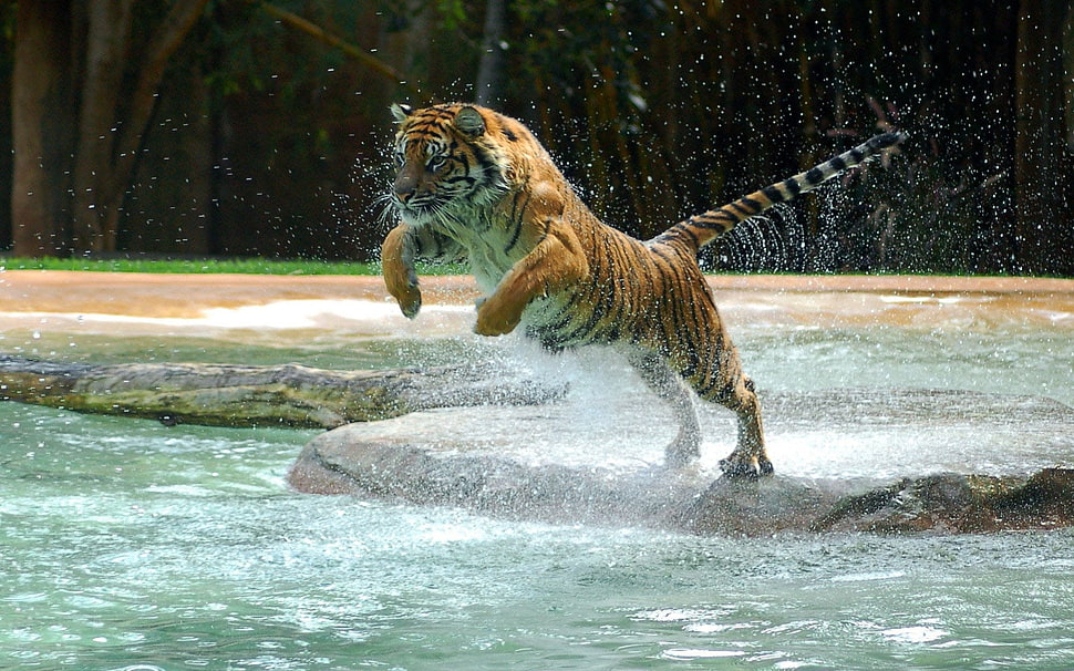 bengal tiger jumping on body of water HD wallpaper