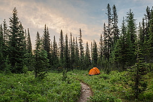 orange dome tent, landscape, plants, trees, camping