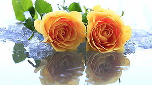 two yellow roses HD wallpaper