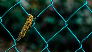yellow and black grasshopper on blue chain