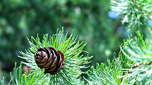 brown pine cone, nature, trees, pine cones, conifer HD wallpaper