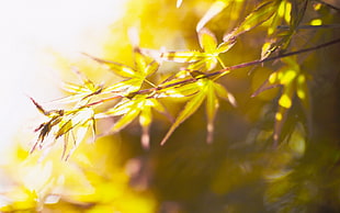 close up photo of green leaves