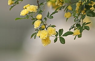 focus photography yellow flower