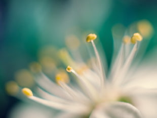 macro photograph of flower pollen HD wallpaper