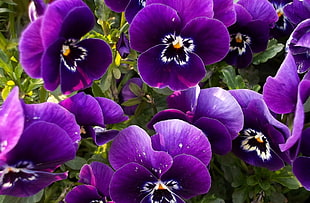 purple flower plants HD wallpaper