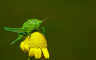 close up photo of green Grasshopper on yellow petaled flower