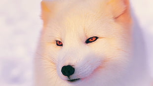 selective focus photography of white fox