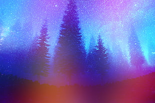 tall trees, pine trees, forest, night, colorful