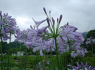 purple Lily of the Nile flower field during daytime