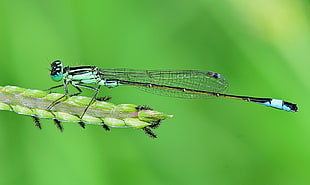 green Damselfly perched on green plant in closeup photo