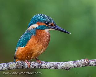 blue and brown kingfisher on brown tree branch close up photo, fishers