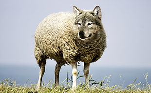 standing sheep with wolf head HD wallpaper