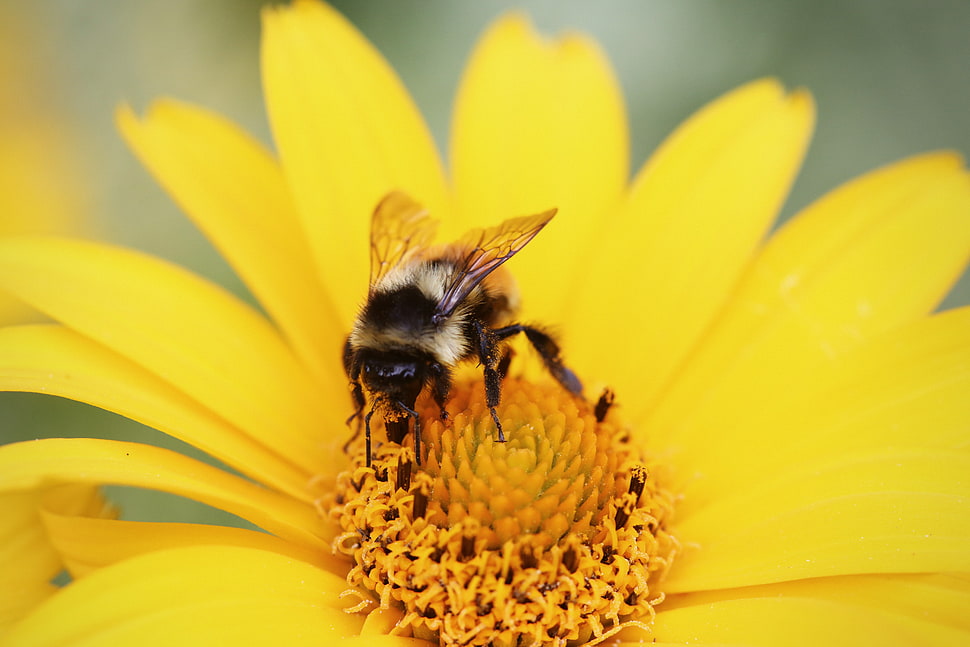 yellow and black bee, animals, macro, bees, flowers HD wallpaper
