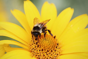 yellow and black bee, animals, macro, bees, flowers