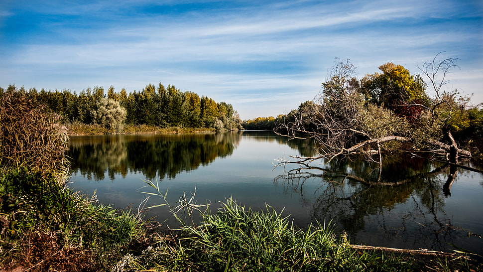 green tree near lake during daytime HD wallpaper