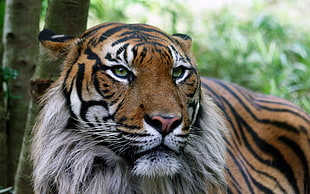 brown and black tiger, tiger, wildlife HD wallpaper