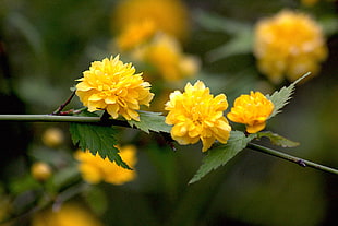 closeup photo of yellow petaled flower at daytime, kerria