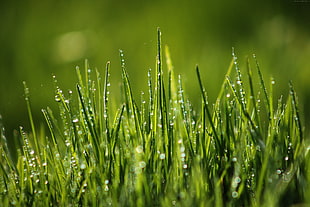 selective focus photography of water dewdrops on green grass blades