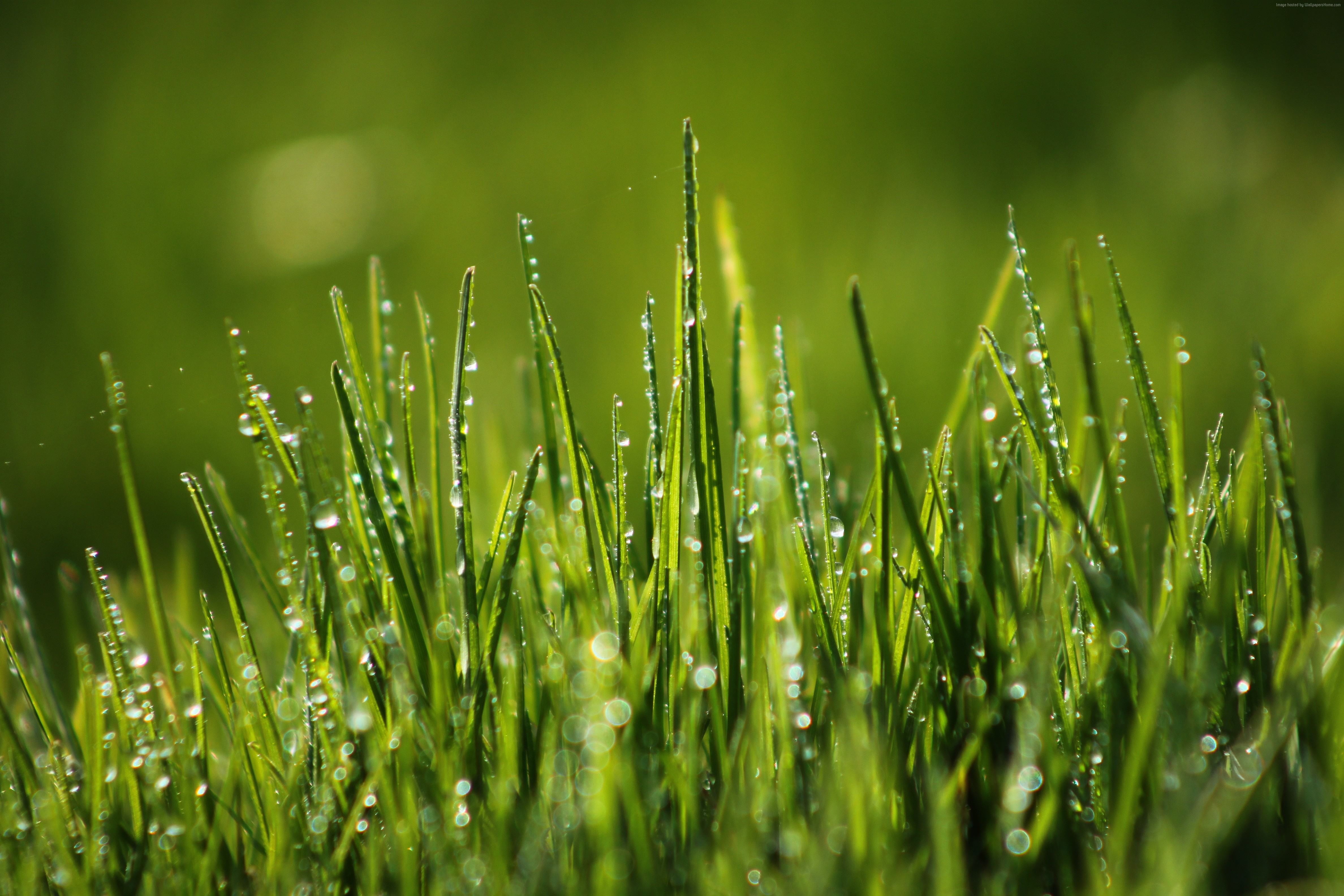 Selective focus photography of water dewdrops on green grass blades HD