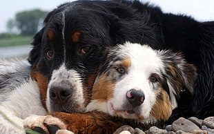 black and white fur dog and white fur coat dog HD wallpaper