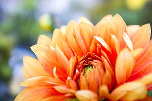 orange petaled flowers in closeup photo