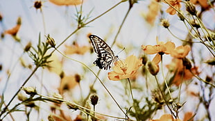 white and black Eastern tiger butterfly, butterfly, flowers