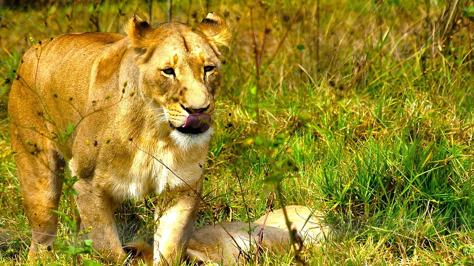 tiger on green grass during daytime HD wallpaper